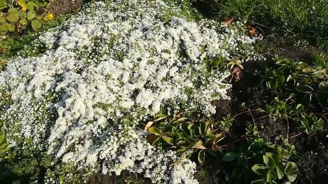 АСТРА ВЕРЕСКОВАЯ "Снежное облако" смотреть онлайн