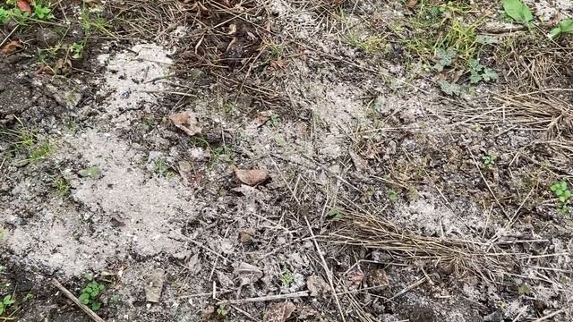 Жизнь на юге/Что мы делаем с бананом/Совсем не слушается)/ смотреть онлайн