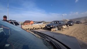 СПЛАВ ПО ПОЛЮ?! ЭТО ДАГЕСТАН! Остров РАФТ. Унцукуль. Главрыба. Сулакский каньон. Гостевой дом РОДНИ