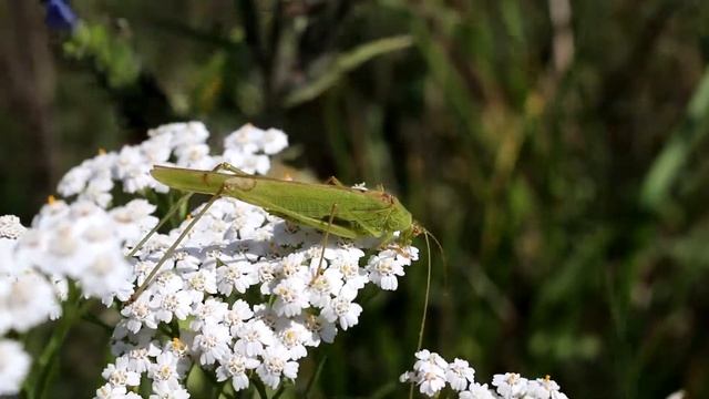 Пластинокрыл обыкновенный. Phaneroptera falcata. Насекомые Беларуси. смотреть онлайн