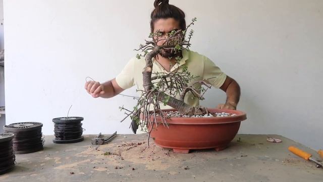 Making Dwarf Jade Bonsai (Portulacaria afra) | Pruning | Repotting | Wiring смотреть онлайн