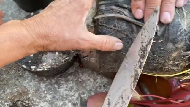Чем и как подкормить нимфеи / кувшинки/ водяные лилии. Внеплановое деление куста. Мастер - класс. смотреть онлайн