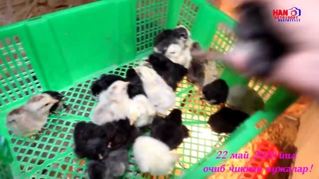 22 май 2020 г. Цыплята Брама.