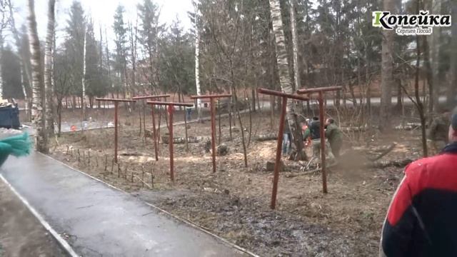 Рабочие завалили 25 метровое сухое дерево смотреть онлайн