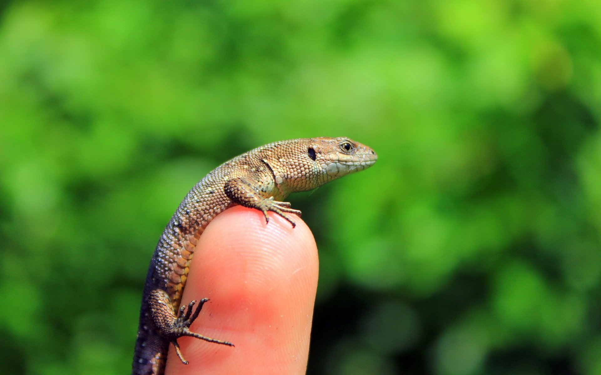 Самый маленький хамелеон Brookesia minima. смотреть онлайн