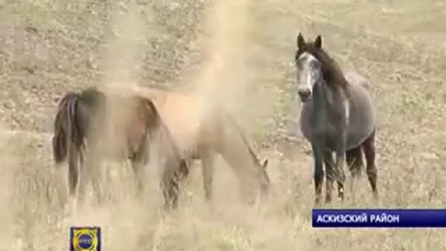 Выведение новой породы лошадей в Хакасии смотреть онлайн