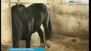 В Омской области разводят редкую породу русских тяжеловозов