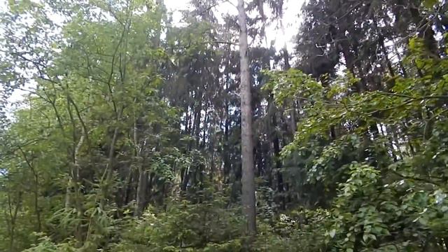 прогулка по лесу летом. Walk in the forest in summer смотреть онлайн