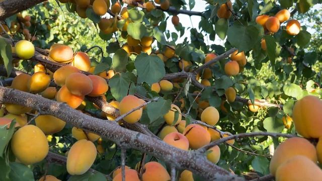 Amazing Apricot Fruit Tree 2021