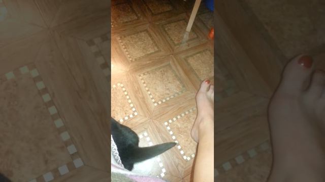 Лабрадор в 1 месяц