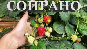 УРОЖАЙНОСТЬ КЛУБНИКИ СОПРАНО (НСД) // ЧЕМ ЗАБОЛЕЛА КЛУБНИКА ??? // НОВЫЕ ШМЕЛИ И ЭНТОМОФАГИ