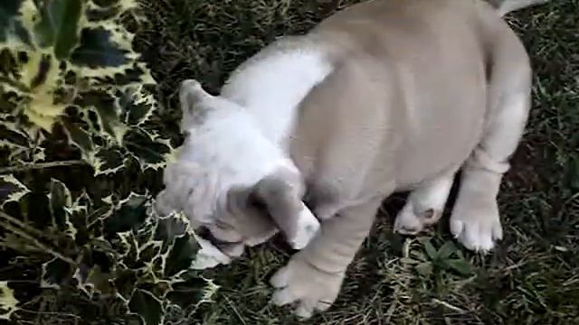 tino il bulldog ed il rododendro... смотреть онлайн