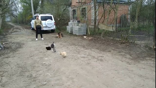 Дрессировка Немецкая овчарка 9 месяцев