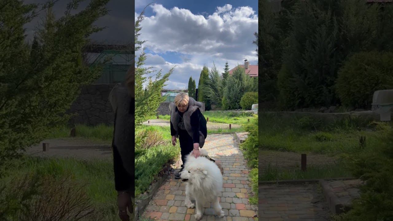 ПОЧЕМУ С ЛАЙКОЙ НАДО ВСЕГДА ГУЛЯТЬ НА ПОВОДКЕ НЕ ДРАЗНИТЕ СУДЬБУ #shorts смотреть онлайн