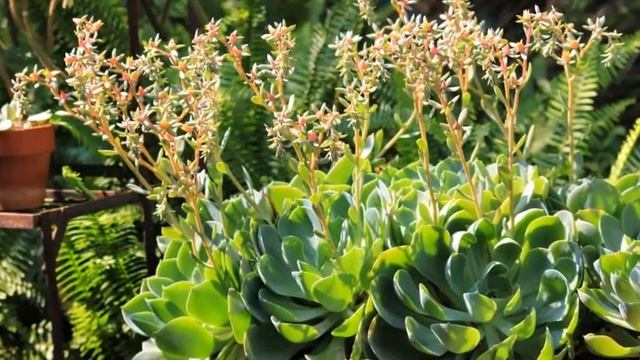 Echeveria 'Imbricata'Green Rose смотреть онлайн