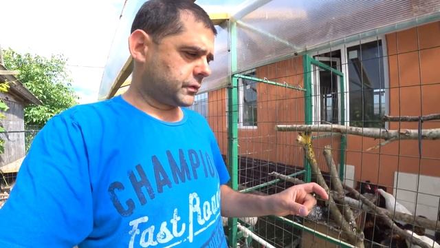 Отчет по домашней птице: куры, муларды, индюки, бройлеры, пчелы.. Июль 2019. смотреть онлайн