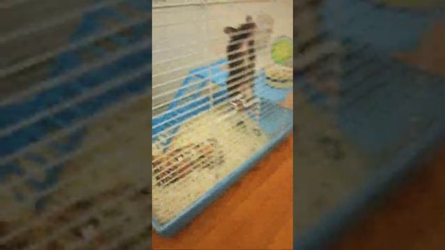 что нужно для покупки сирийского хомяка смотреть онлайн