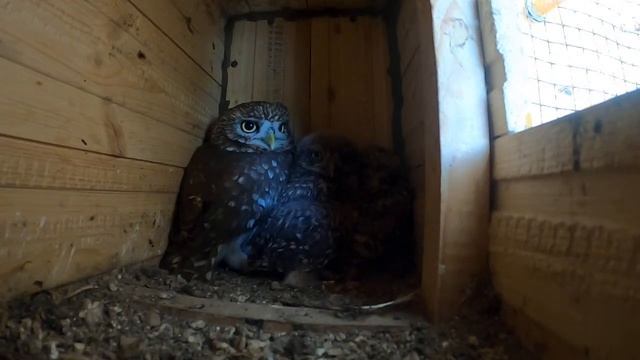 Домашние сычи. Стрим #4 смотреть онлайн