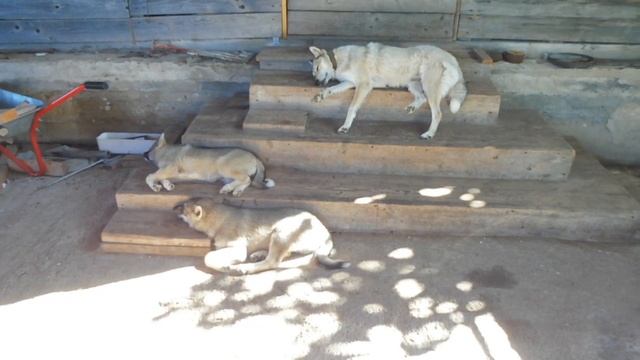 Чем я кормлю моих БЕРЕМЕННЫХ собак ? 13/07/2022/ Каким КОРМОМ я кормлю моих собак ? смотреть онлайн