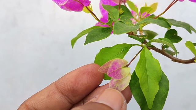 Bercak Bunga Bougenville Vietnam Splash