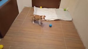 Бойцовая собака гадит и писает в доме как отучить писать в доме Ам Стаффа