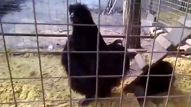 Брама светлая