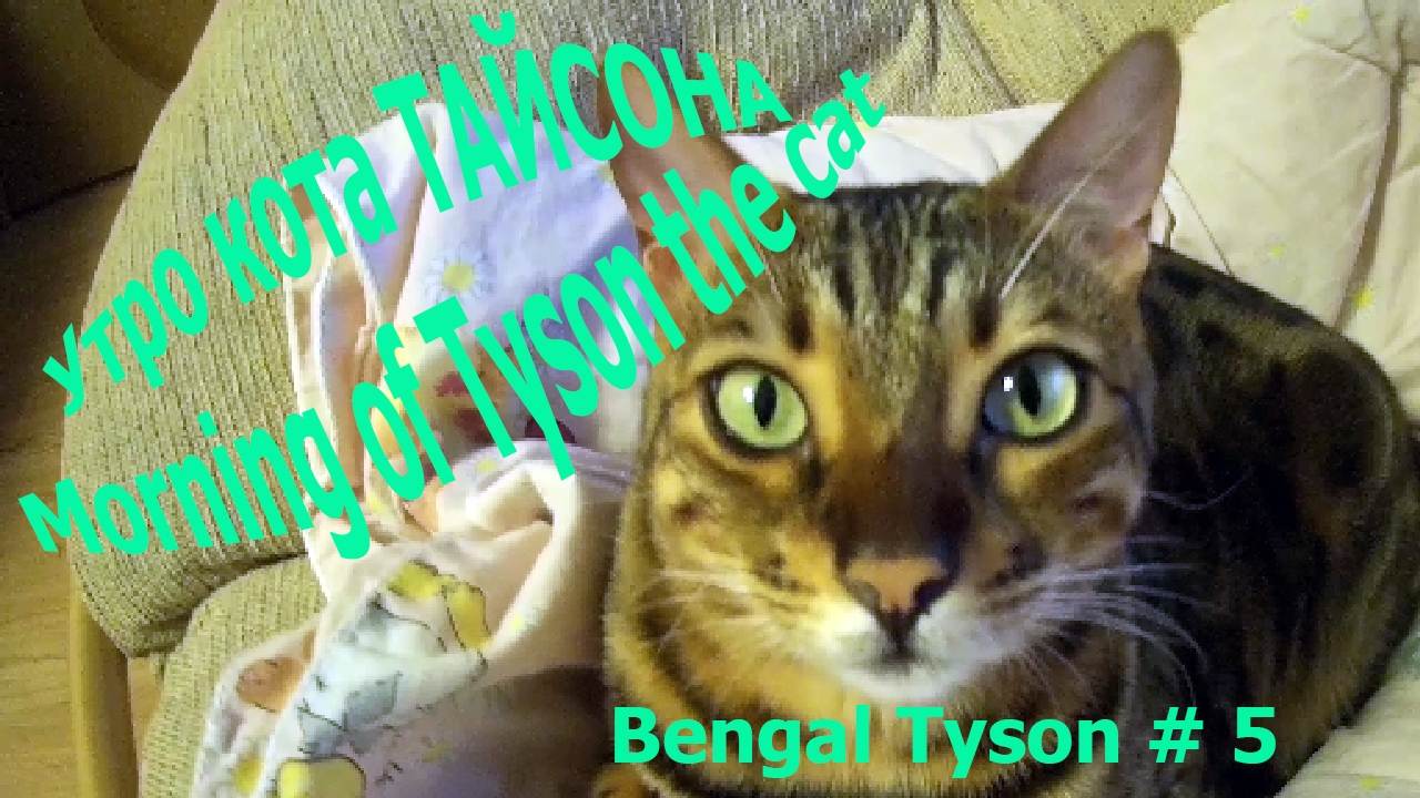 Бенгальский кот Тайсон - Bengal Cat Tyson_2