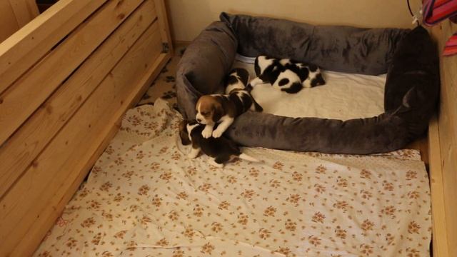 Новый лежак) Щенки бигля) смотреть онлайн