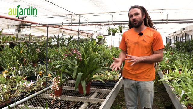 L'ONCIDIUM, une ORCHIDÉE prisée des COLLECTIONNEURS 😃 CONSEILS CULTURE et ENTRETIEN смотреть онлайн