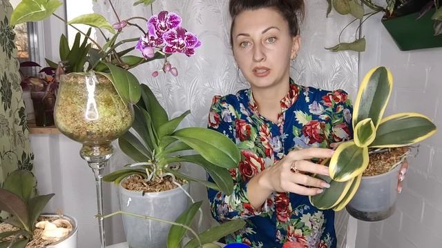 Как ПРОСТУЮ ОРХИДЕЮ ? ПРЕВРАТИТЬ в БАБОЧКУ ? ОТКРЫВАЮ СЕКРЕТЫ смотреть онлайн