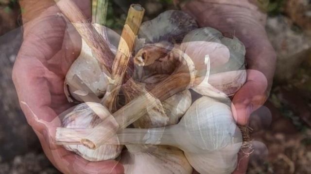 Как выбрать ЧЕСНОК для ПОСАДКИ в ЗИМУ, чтобы он уродился КРУПНЫМ. Какие ЗУБКИ ЧЕСНОКА сеять? смотреть онлайн