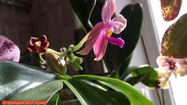 180)🔴ЗИМА ЦВЕТЕНИЕ АЗИАТСКОЙ МАЛЫШНИ/✔ОБЗОР смотреть онлайн