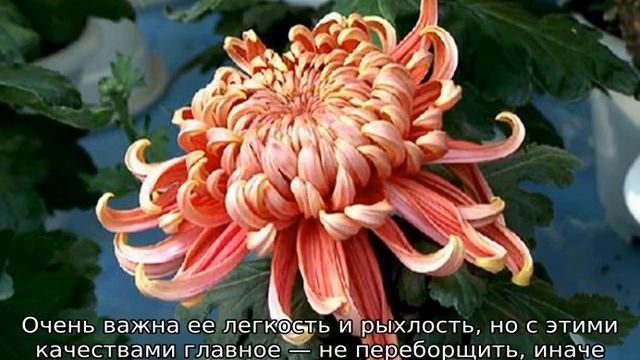 Маленькие хризантемы смотреть онлайн