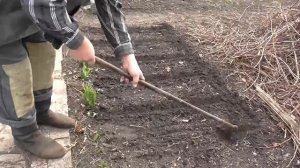 Весенний посев семян укропа. Как посеять семена укропа в открытом грунте