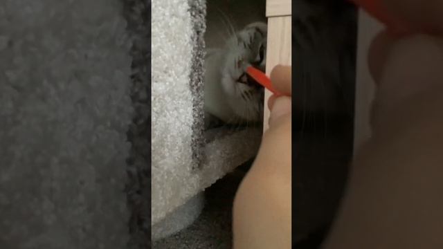 Ко мне в ОТЕЛЬ заехала ЛЕДИ ГАГА?! *ВЫКУПИЛА ВСЕЬ ОТЕЛЬ?!😳* смотреть онлайн