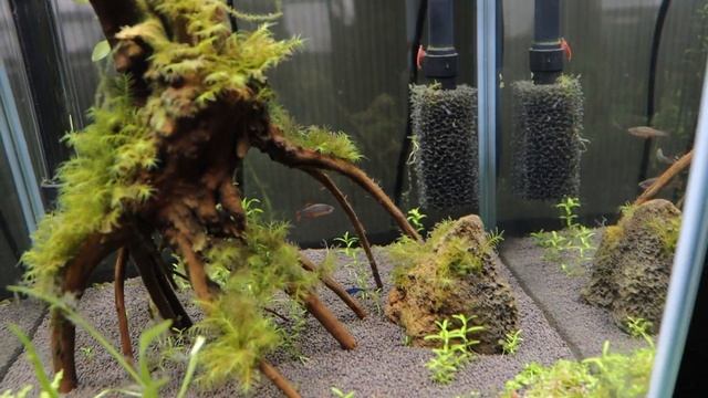 Aквариум AQUAEL SHRIMP SET DAY & NIGHT, что изменилось и обзор новинок.. смотреть онлайн
