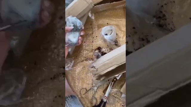 Распаковка посылки с каладиумами (caladium Parcel Opening)