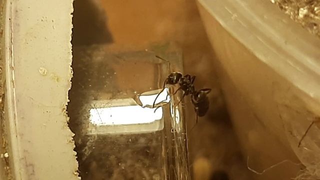 Lasius Niger большая колония | Намеренное кормление муравьёв смотреть онлайн