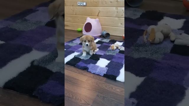 щенки вельш корги пемброк 2 месяца смотреть онлайн