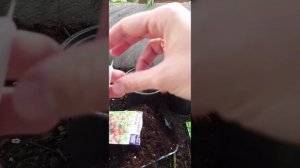 Томат " Золотце", " Комнатный Сибиряк" для зимнего огорода.