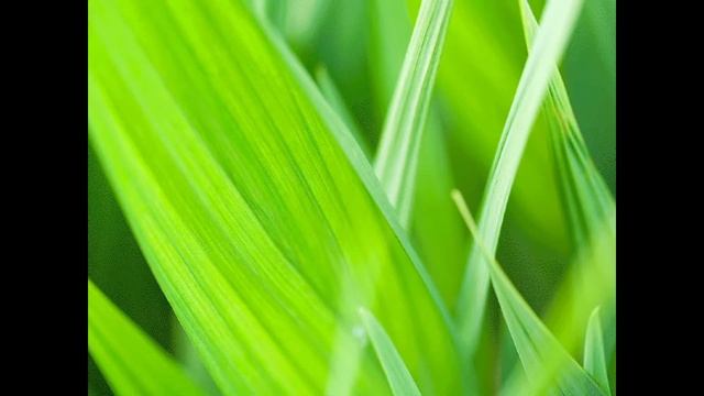 Упаковка из травы - экошоппинг /Eco shopping - innovative package from grass paper смотреть онлайн