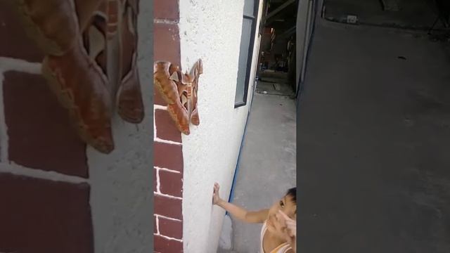 Giant Butterfly " Mariposa " Atlas moth (Attacus atlas) смотреть онлайн