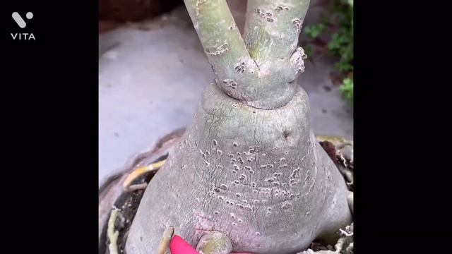 Adenium/Desert Rose смотреть онлайн