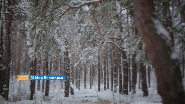 Зимний день в Белгородской области смотреть онлайн
