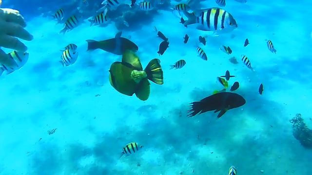 Синепёрый балистод смотреть онлайн