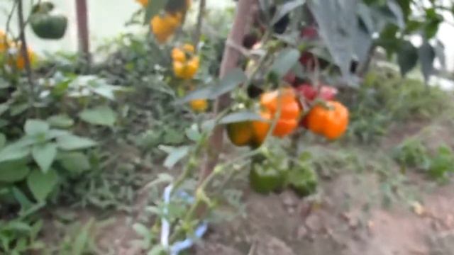 Болгарсий перец урожай 2017 года смотреть онлайн