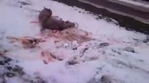 Волк нападает на охотника. Капустин Яр