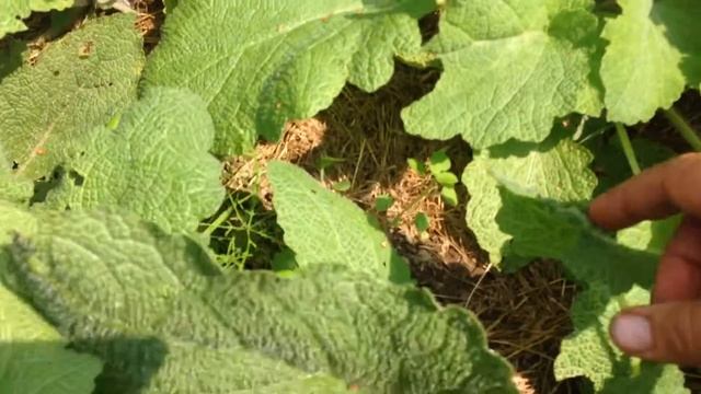 Шалфей Вознесенский