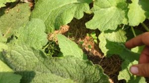 Шалфей Вознесенский