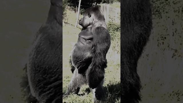 Преобразился смотреть онлайн